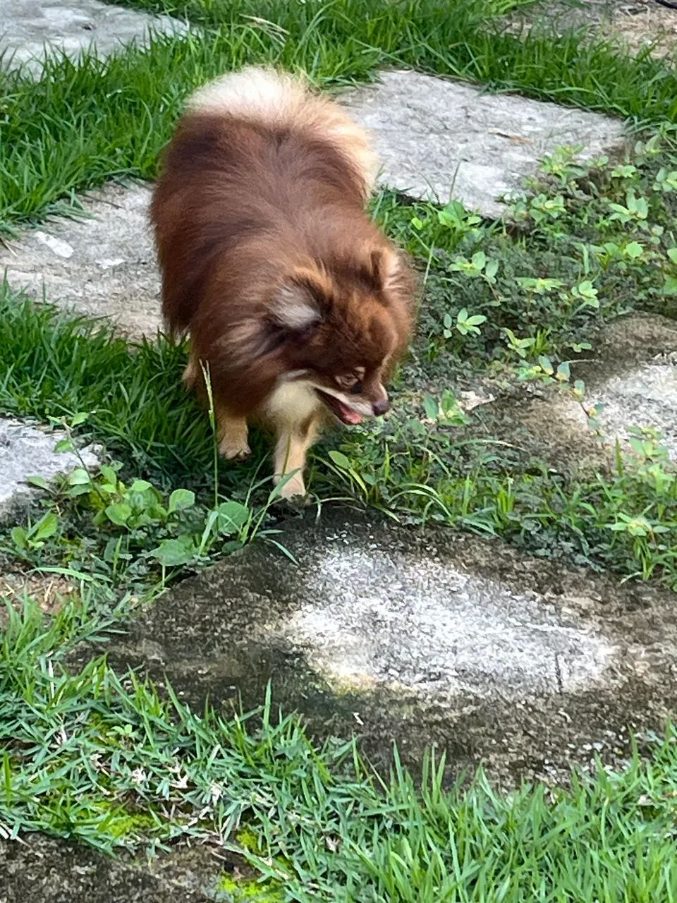 Padreador spitz anão  - Foto 2