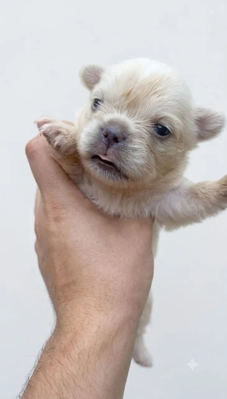 Bulldog francês  - Foto 3