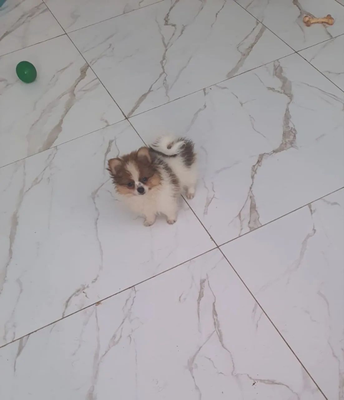 Spitz alemão  - Foto 3