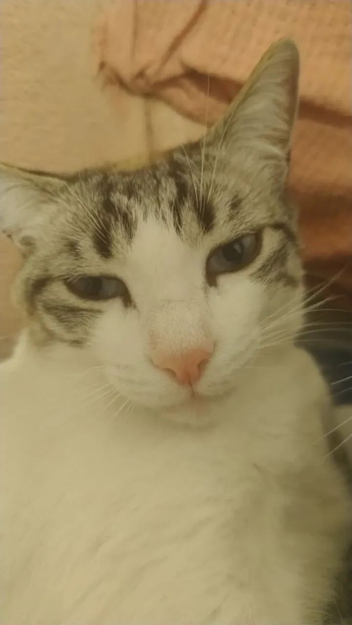 Doação de gata castrada 