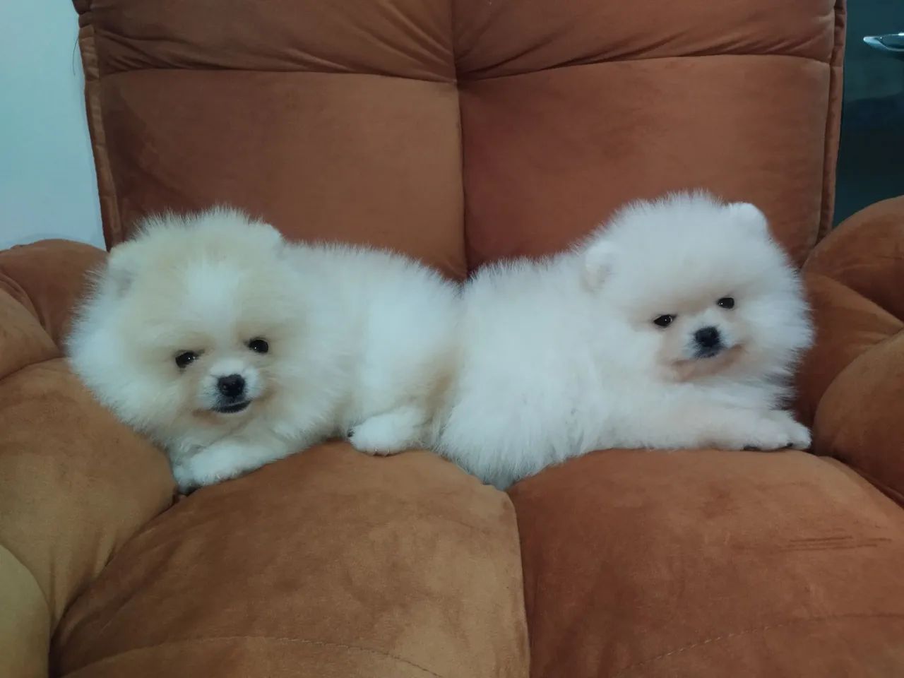 Lulu da Pomerânia anão machos 