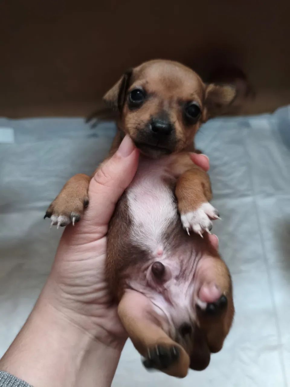 Vendo 2 pinscher macho - Foto 3