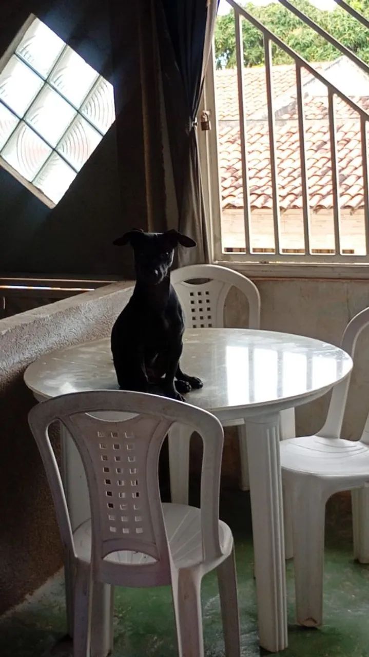 Cachorra