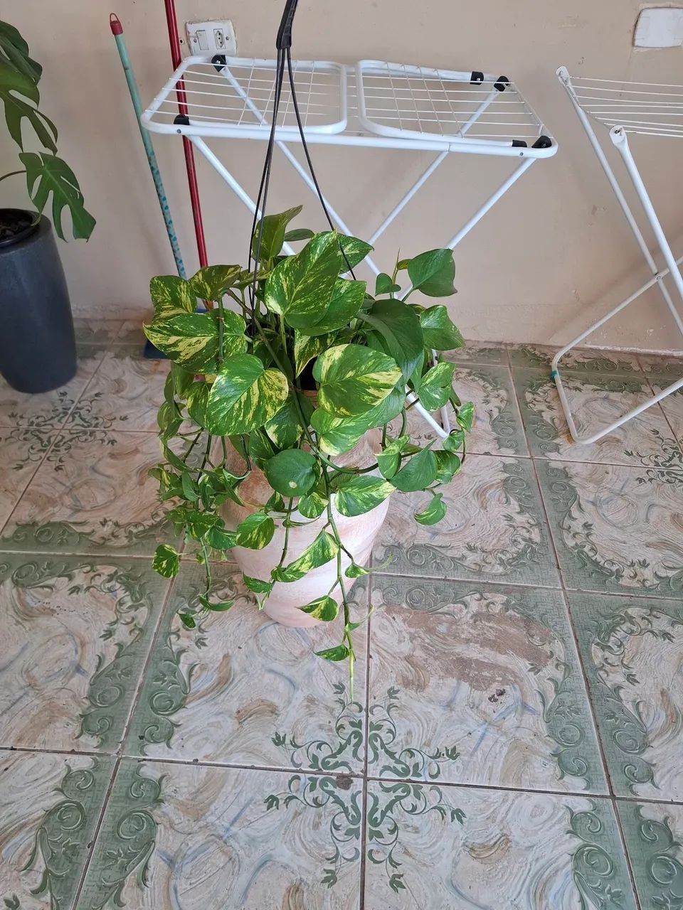 Vaso com planta - Foto 2