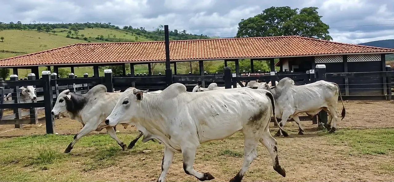 6.500ha em Itagí-BA - Foto 5