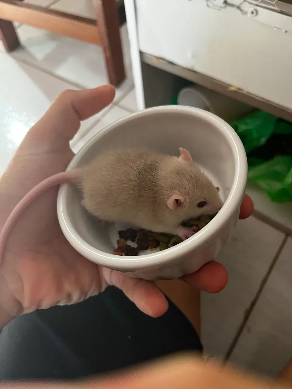 Pet - Foto 4