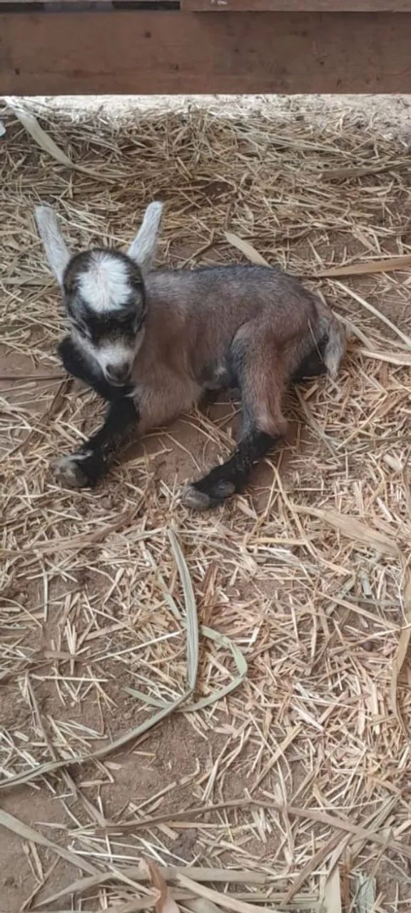 Mini cabras