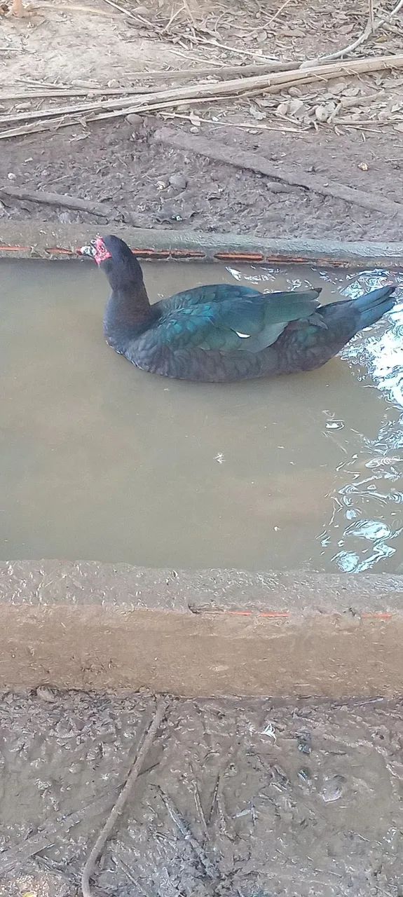 Patos disponível  - Foto 4