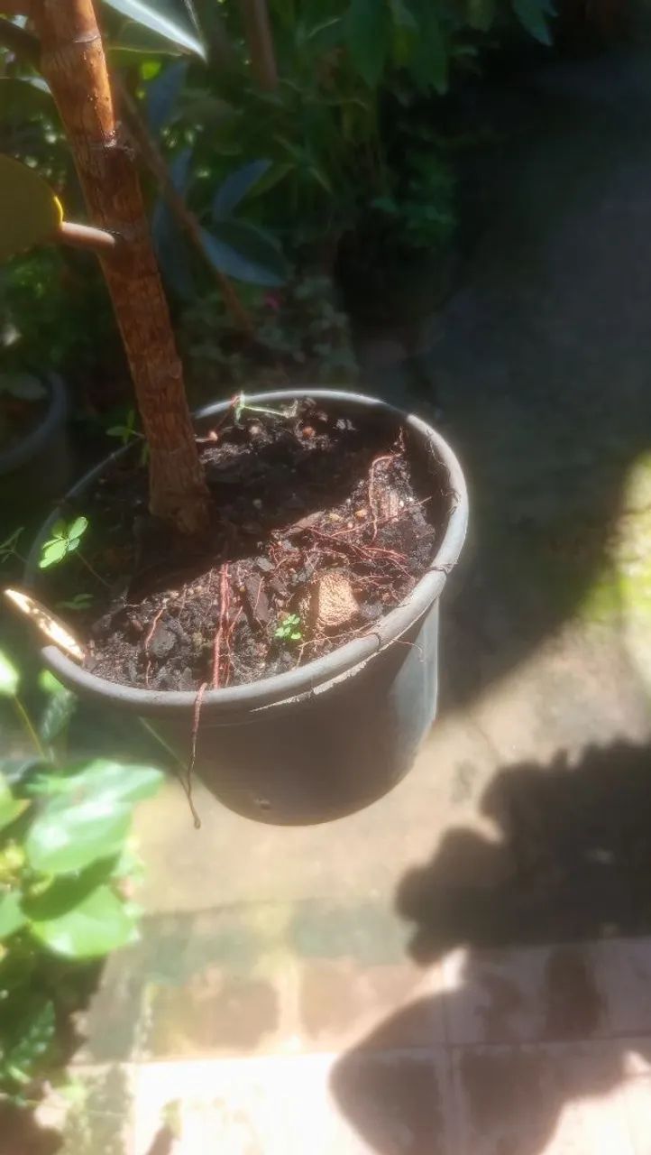 Ficus elastica  - Foto 4