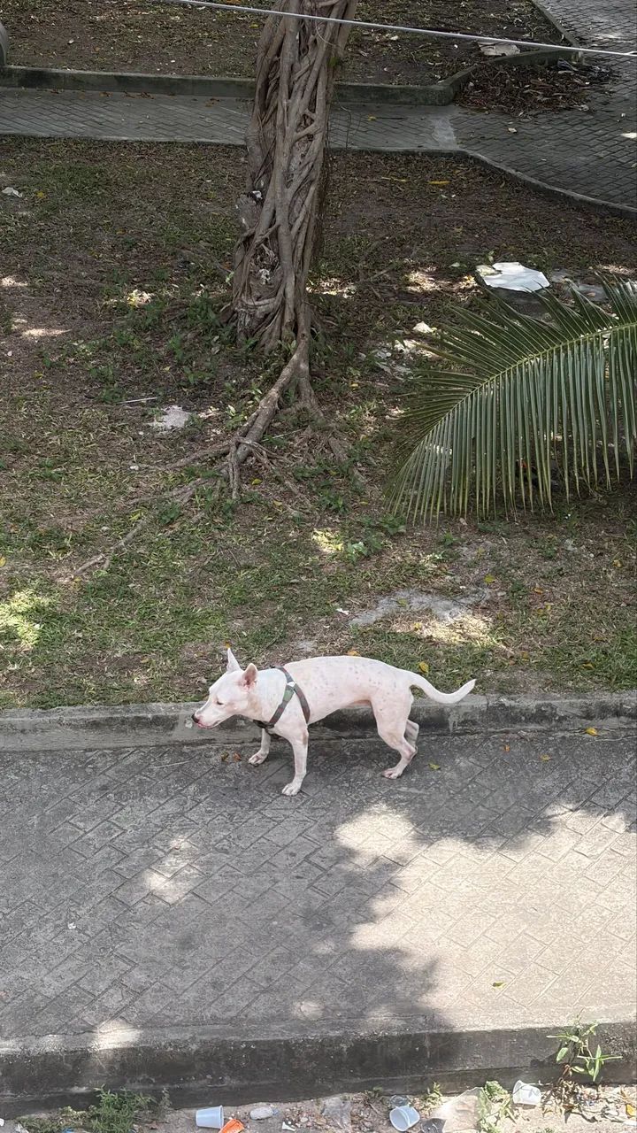 Adoção responsável  - Foto 2