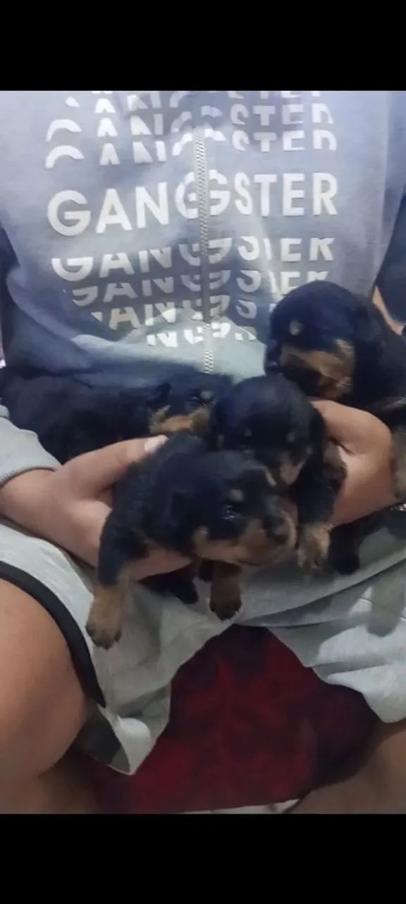 Filhotes de Rottweiler  - Foto 4