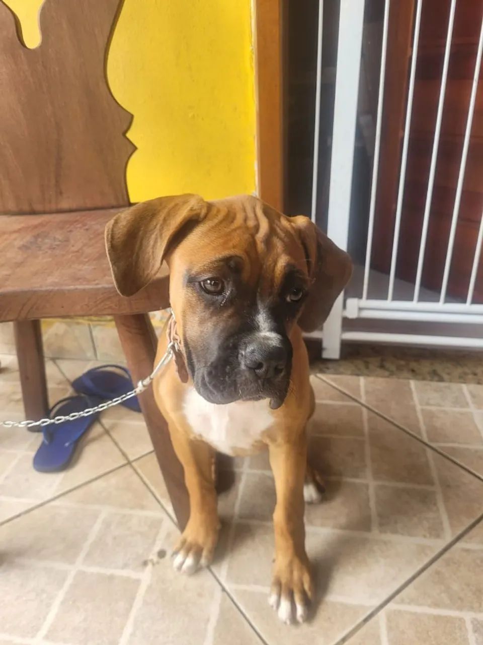 Filhotes Boxer - Foto 4