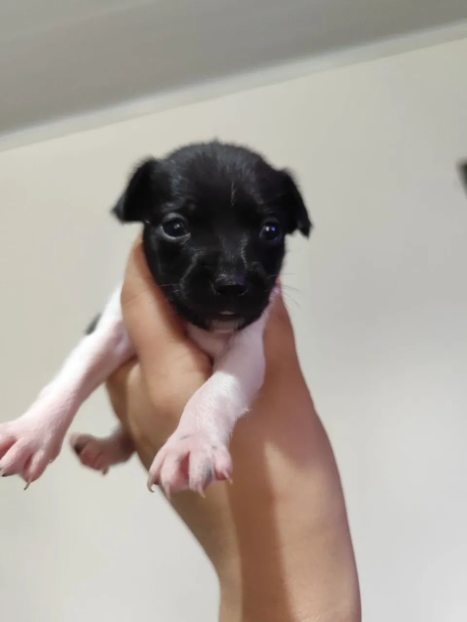  Pinscher macho 