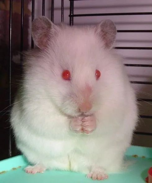 Hamster sírio  - Foto 2