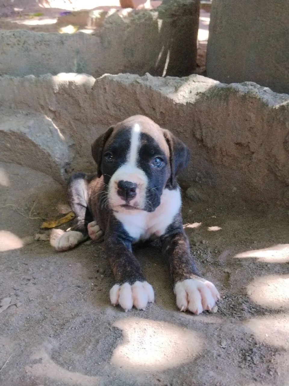 FILHOTES DE BOXER À VENDA