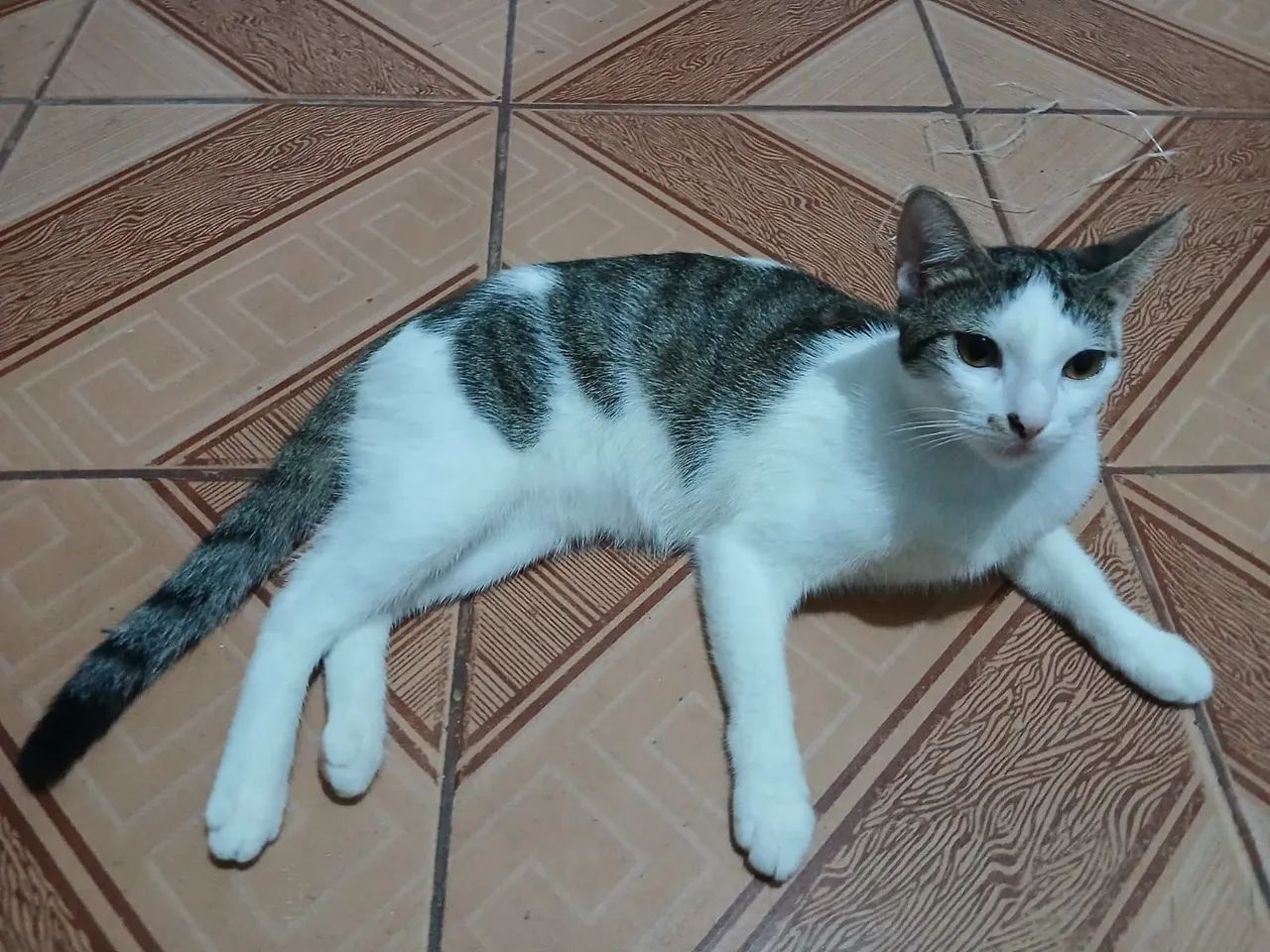 Doação de gatas - Foto 5