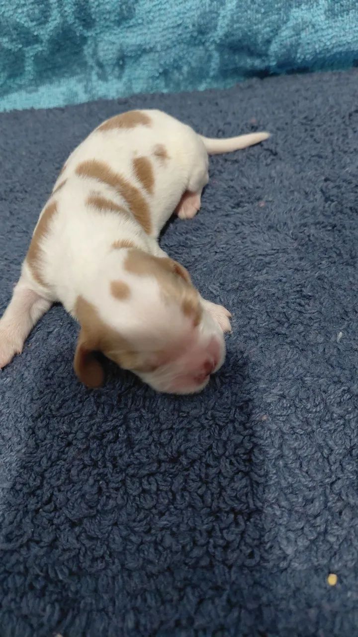 Filhotes de cocker spaniel inglês  - Foto 3
