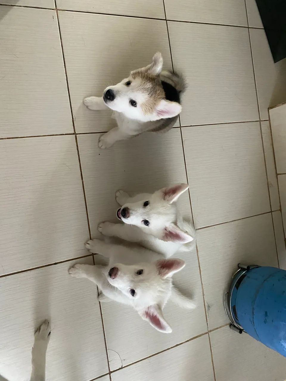 Husky  - Foto 4