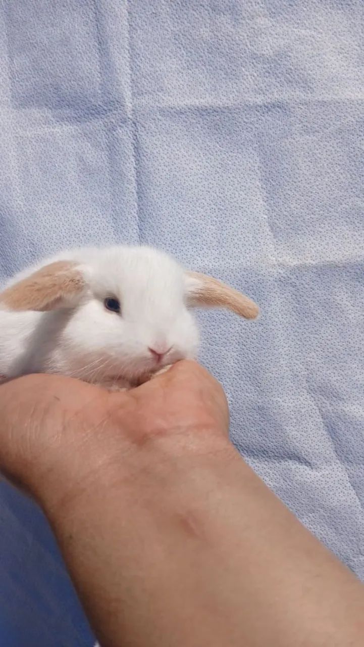 Mini coelhos  - Foto 6