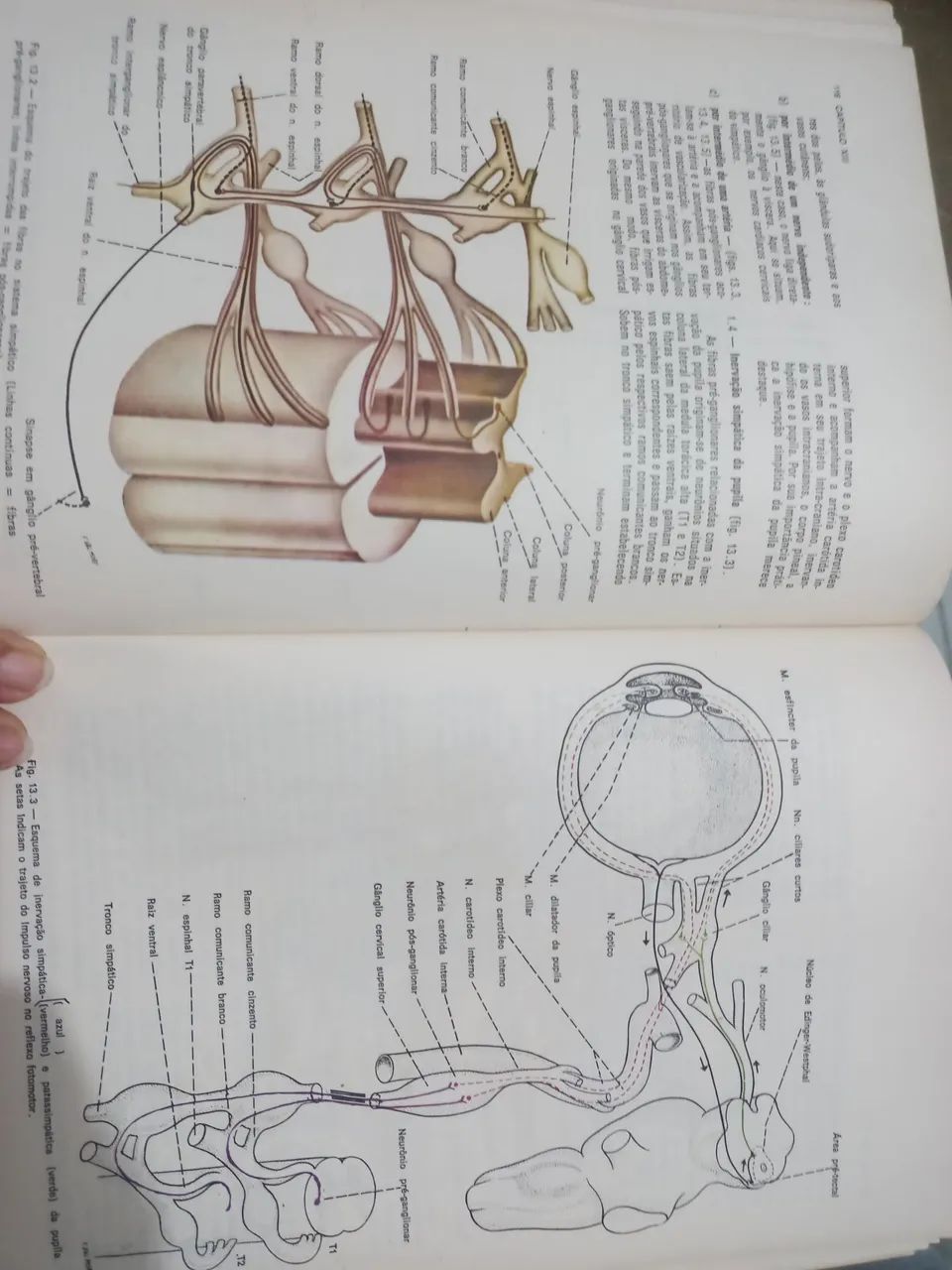 NEUROANATOMIA FUNCIONAL ANGELO MACHADO 1981 - Foto 4