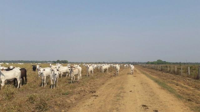 Vendo Linda Fazenda de frente a estrada - a 30 km de porto velho/Ro - Foto 5