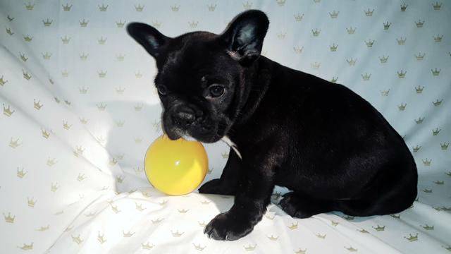 Filhotes de Buldogue FRANCÊS - Foto 2