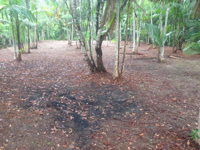 Terreno com plantação de açaí - Foto 5
