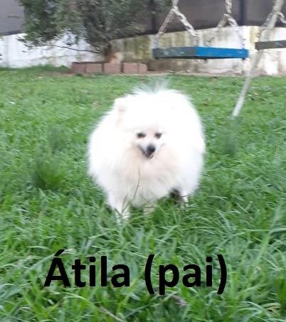 Lulu da Pomerânia Anão Branco - filhote com Pedigree - Ultimo filhote da ninhada - Foto 5