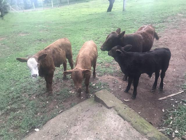 Vendo terneiros, novilha e vacas Angus - Foto 5