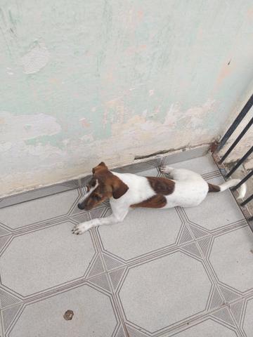 Filhote de cachorro raça pinscher - Foto 4