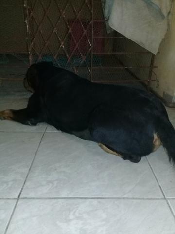 Rott - Foto 3