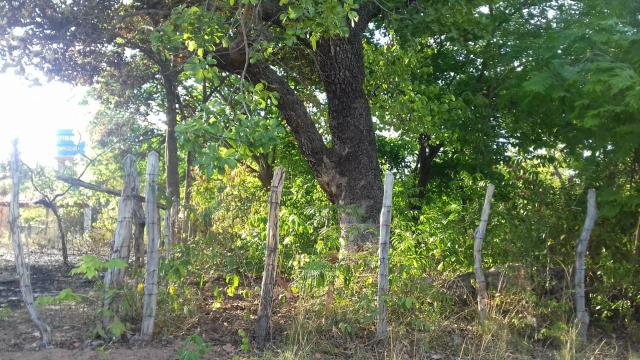 Vendo 2 dois sitio em Nazaria Teresina Piauí - Foto 8
