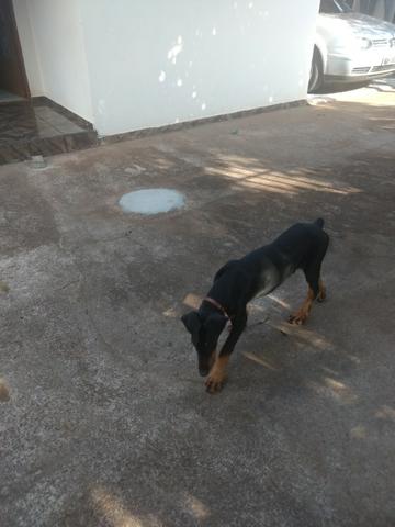 Doberman - Foto 3