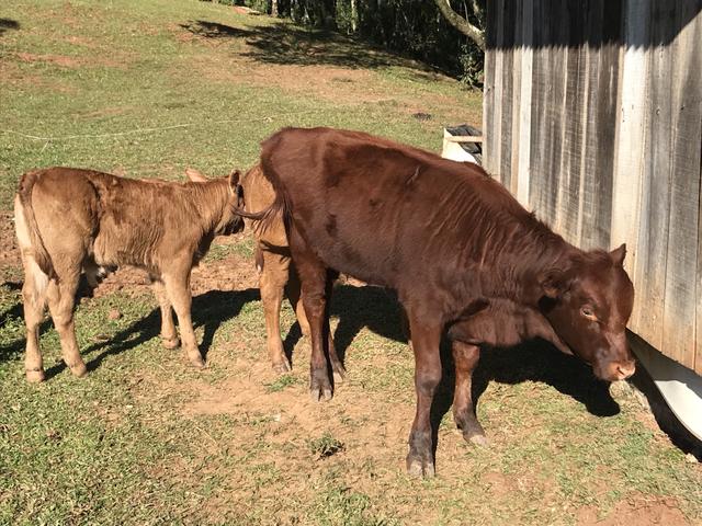 Vendo terneiros, novilha e vacas Angus - Foto 3