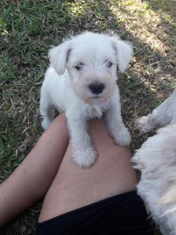 Schnauzer miniatura Branco mega oferta dia das crianças - Foto 2