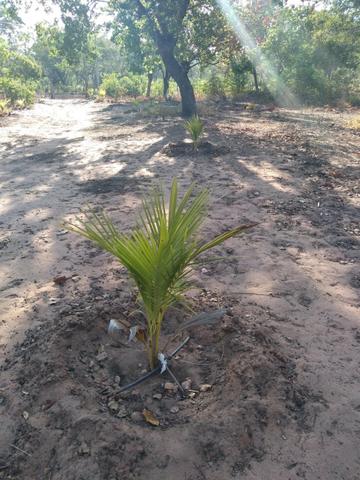 Vendo 2 dois sitio em Nazaria Teresina Piauí - Foto 13