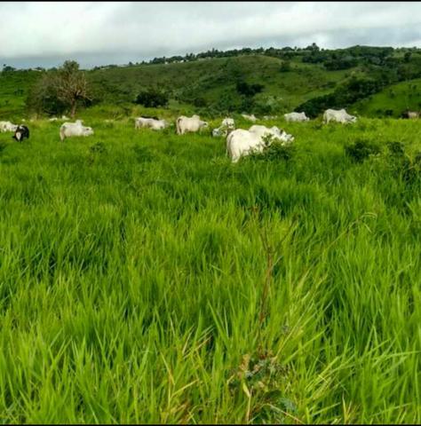 Fazenda ( Vendo ou Troco ) Propriedade Em Teotônio Vilela-AL - Foto 8