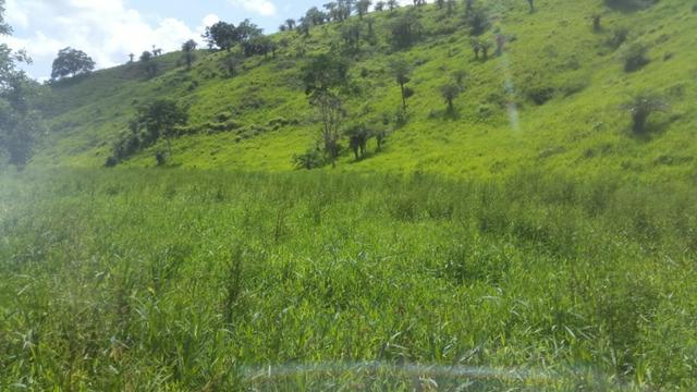 Fazenda ( Vendo ou Troco ) Propriedade Em Teotônio Vilela-AL - Foto 12