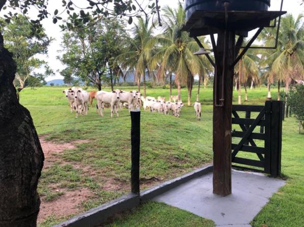 Chácara à venda em Palmeiras, Santo antônio do leverger cod:CH00004 - Foto 9