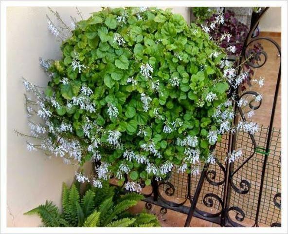 Mudas Planta Dolar (Para Atrair Dinheiro)