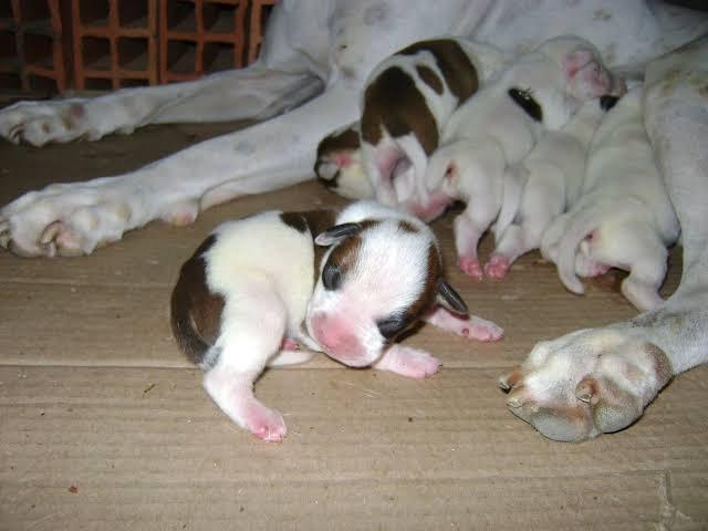 Cachorros recém nascidos