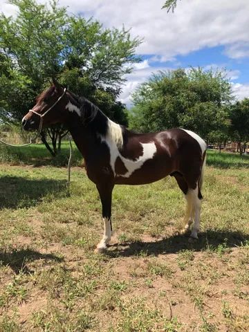 Cavalo registrado no Mangalarga marchador a venda