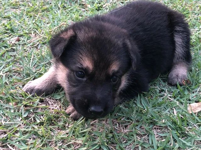 Pastor alemão  - Foto 4