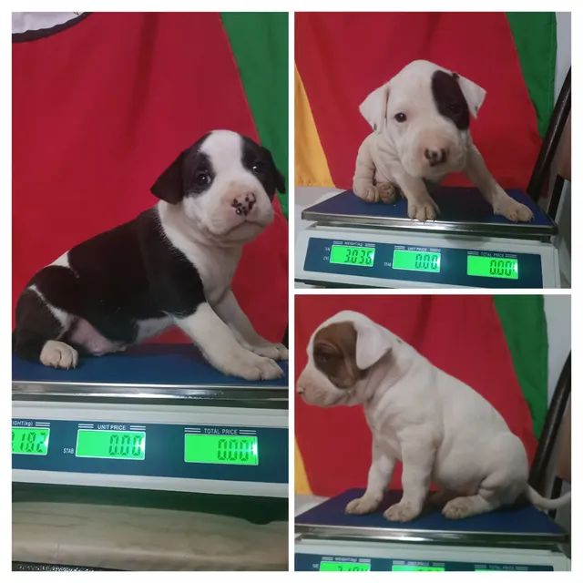 Filhotes de Dogue Brasileiro Cão de guarda familiar urbano - Foto 2