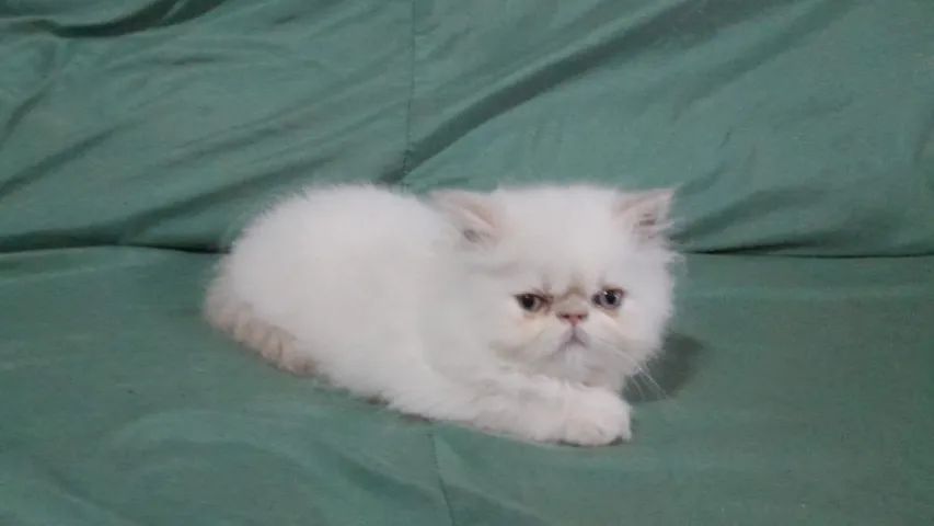 Gatos persas filhotes