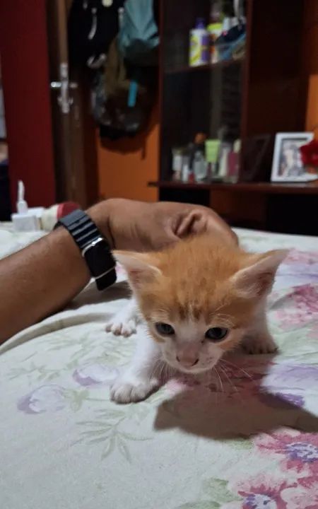 4 Gatinhos fofos e carinhosos para adoção - Foto 2
