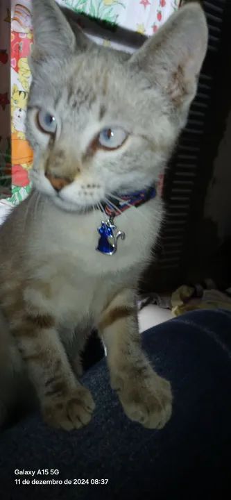 Doacao gatinho - Foto 2