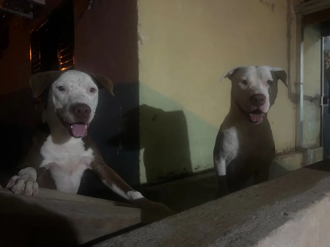 Pitbull filhote disponível para adoção - Foto 4