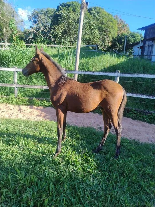 Potro castanho oportunidade!!!!!!! - Foto 2