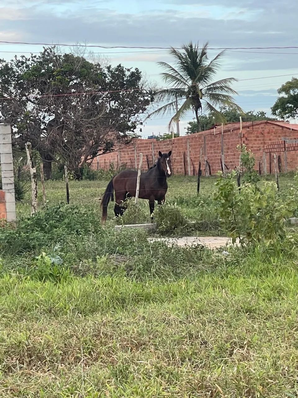 Cavalo Quarto de Milha com Paint Horse - Foto 5
